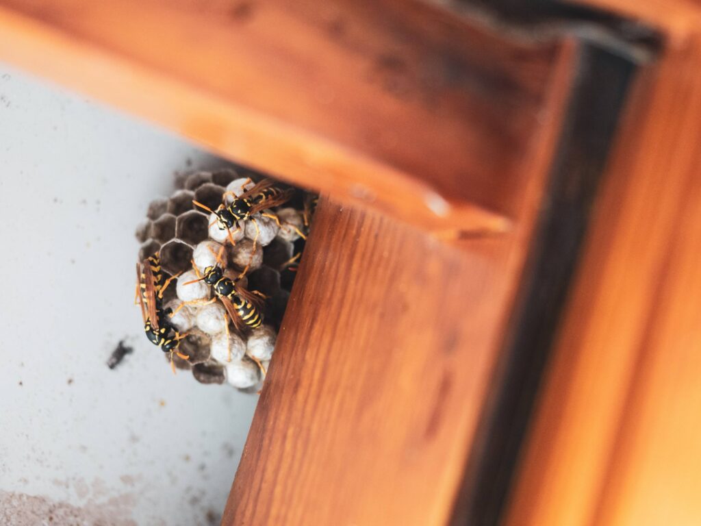 pest inspections